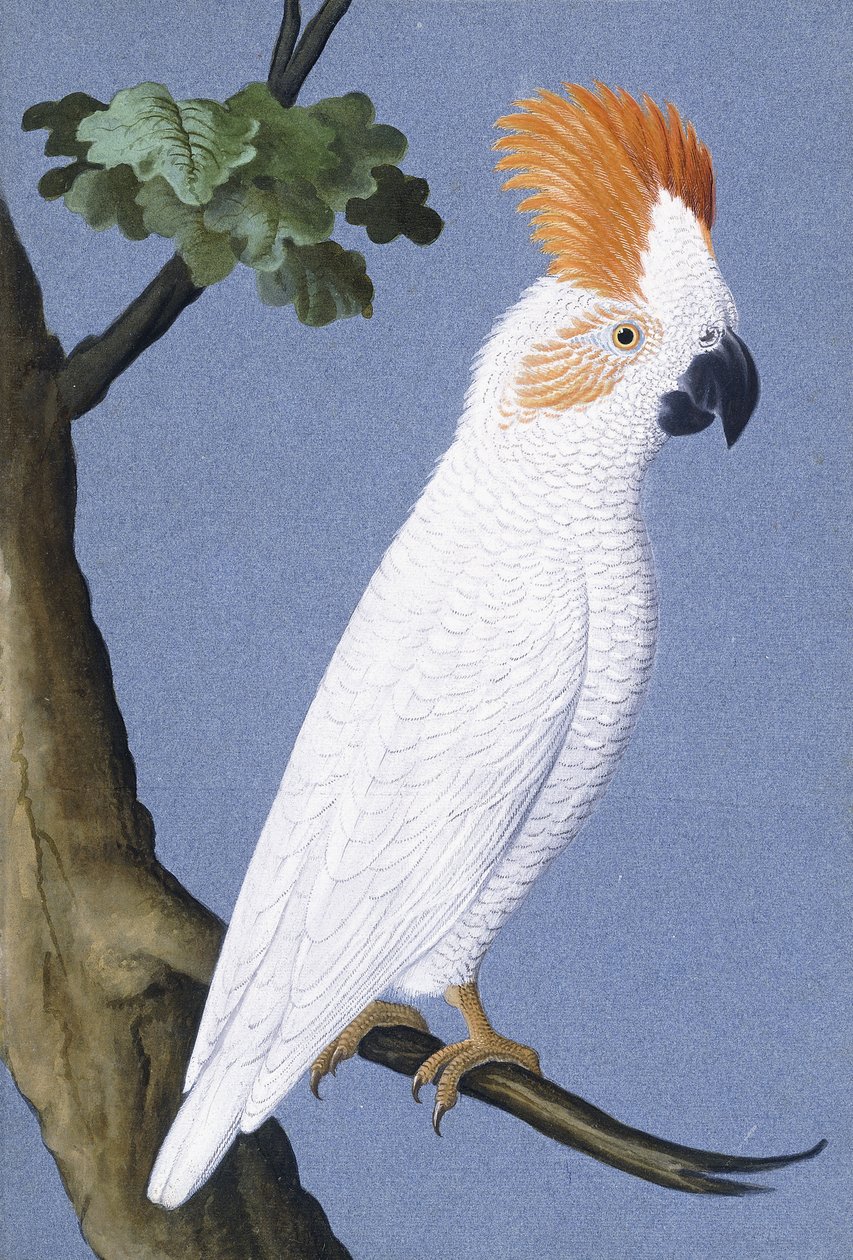 Kakadu, 1750-1800 tekijältä German School