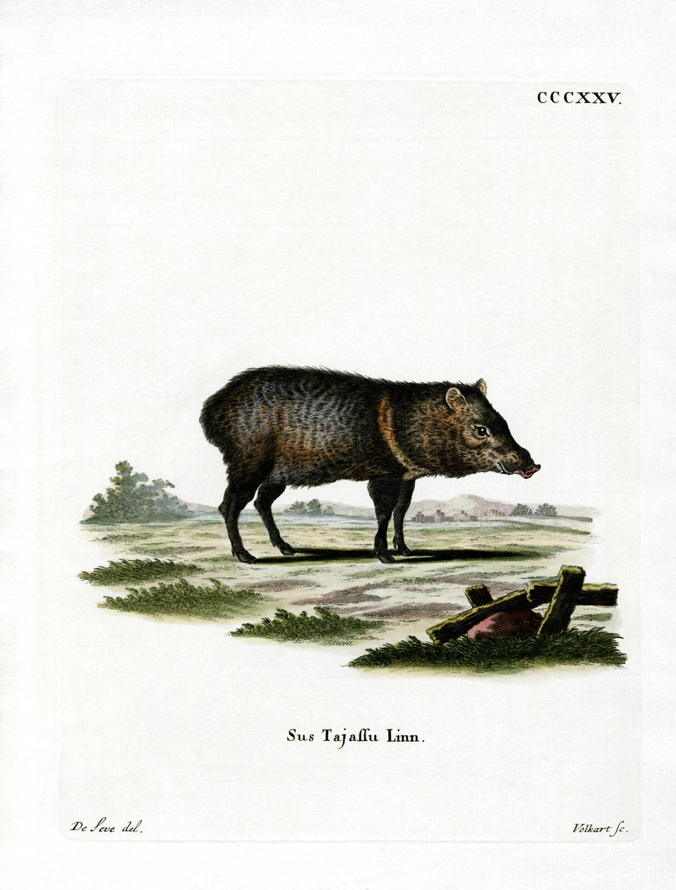 Kaulus Peccary tekijältä German School