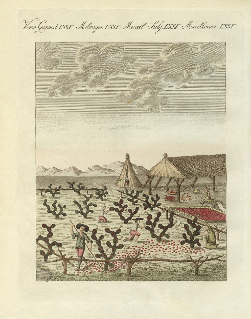 Cochenillien kerääminen (värillinen kaiverrus) tekijältä German School