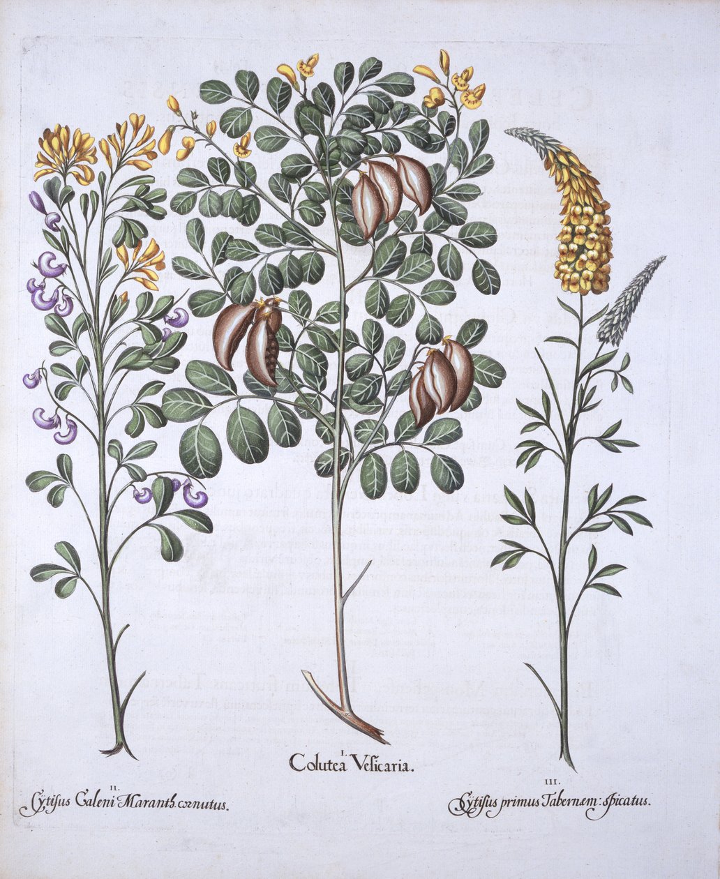 Colutea Tree- ja Cytisus-lajikkeet, Hortus Eystettensis, Basil Besler (1561-1629), pub. 1613 (käsinvärinen kaiverrus) tekijältä German School