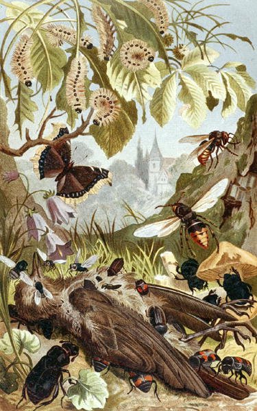 Combined Power of Insects, levy "Brehms Tierleben: Allgemeine Kunde des Tierreichs", vol.9, s.65, julkaisija Bibliographisches Institut tekijältä German School