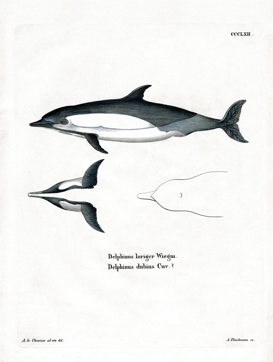 Common Dolphin (värillinen kaiverrus) tekijältä German School