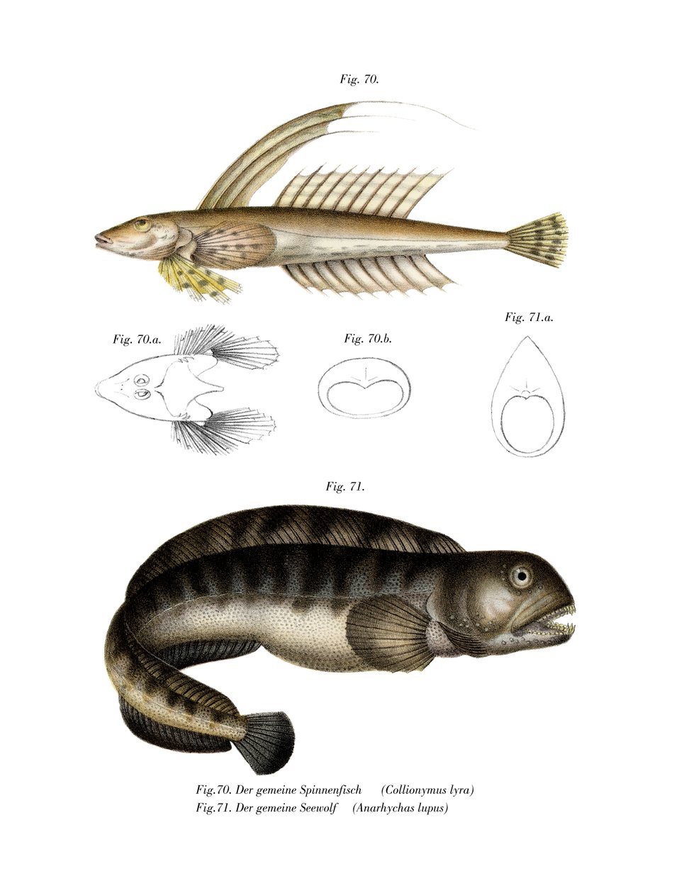 Common Dragonet (väri litho) tekijältä German School