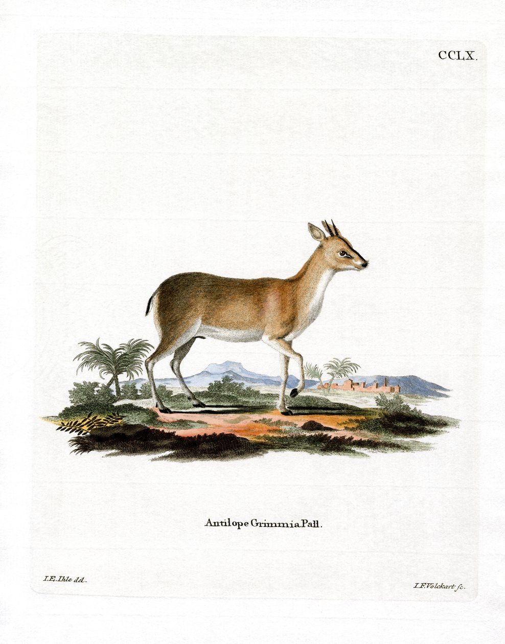 Common Duiker (värillinen kaiverrus) tekijältä German School