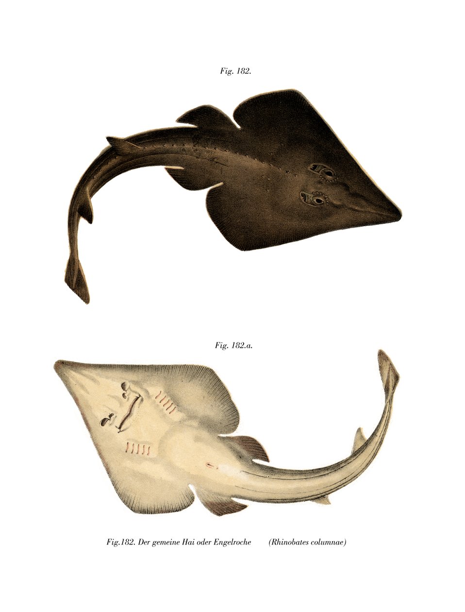 Common Guitarfish (väri litho) tekijältä German School