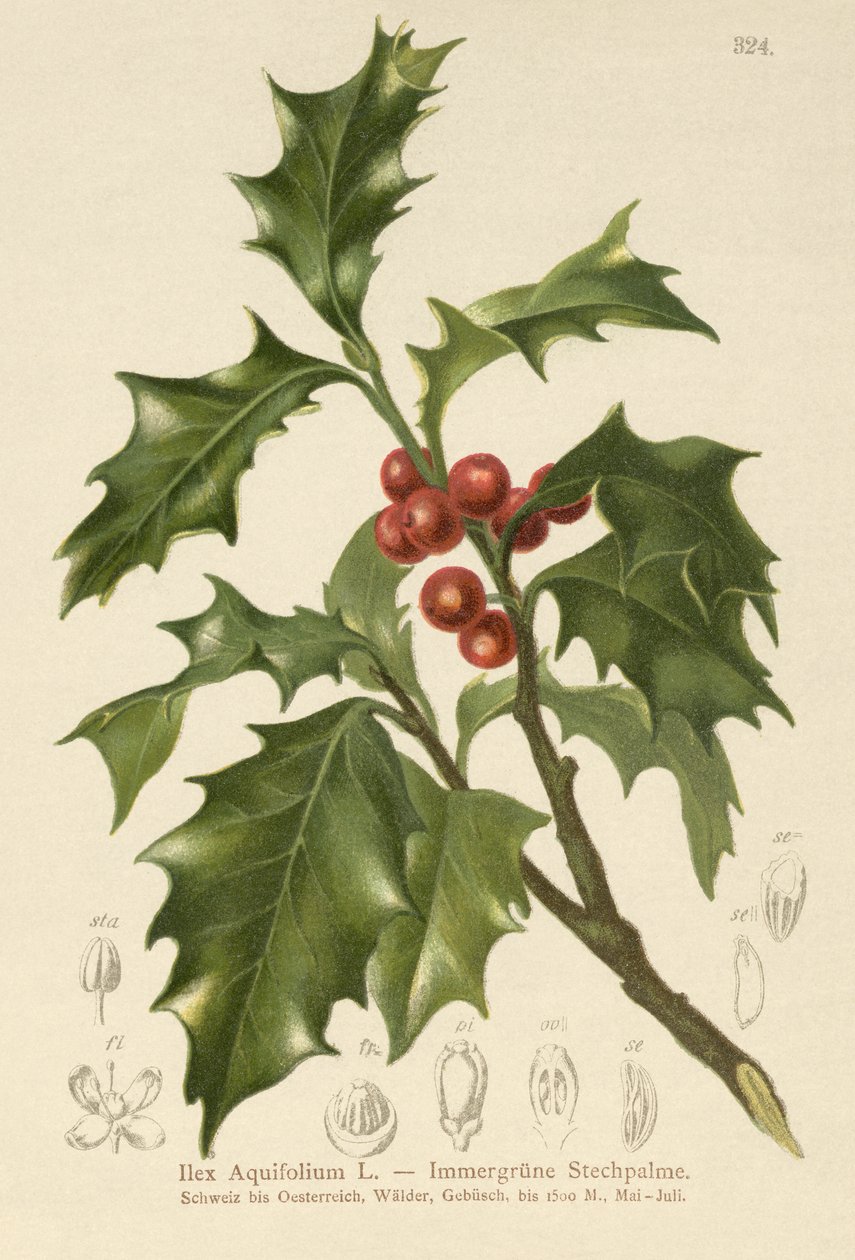 Tavallinen Holly tekijältä German School