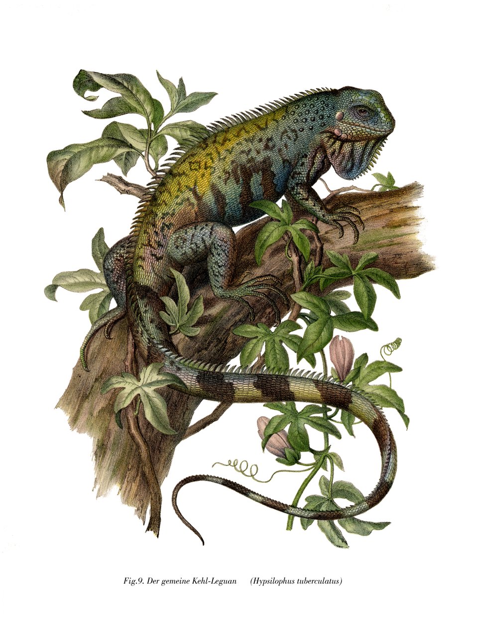 Tavallinen Iguana (väri litho) tekijältä German School