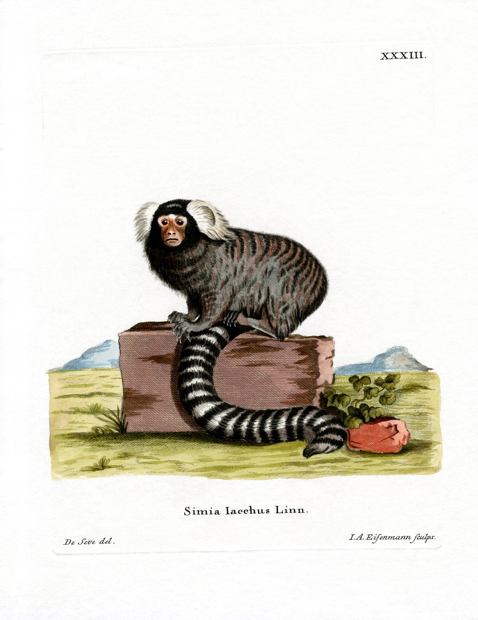 Common Marmoset (värillinen kaiverrus) tekijältä German School