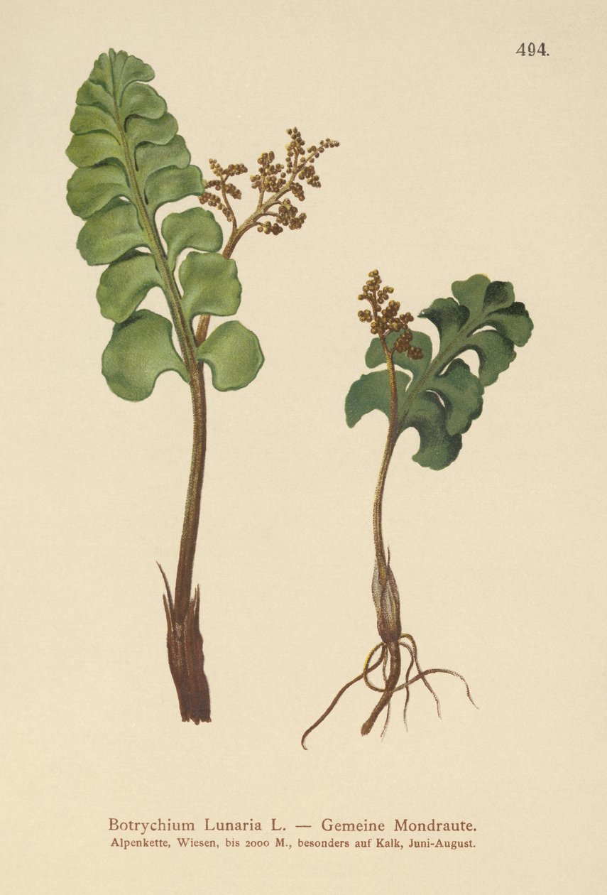 Kuumurukka (Botrychium lunaria) tekijältä German School