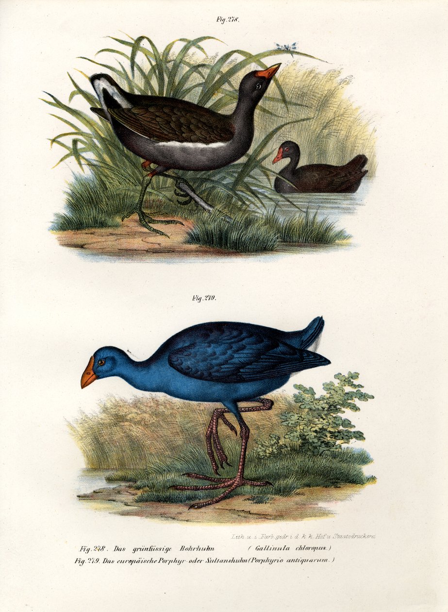 Common Moorhen, 1864 tekijältä German School