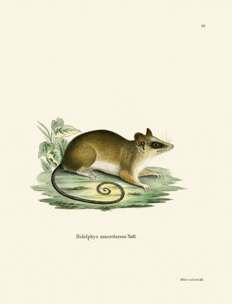 Common Mouse Opossum (värillinen kaiverrus) tekijältä German School