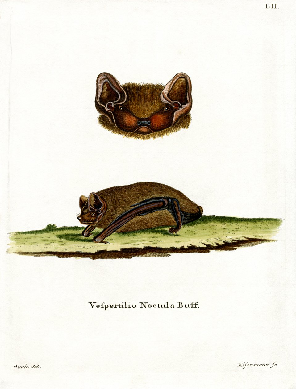 Common Noctule Bat (värillinen kaiverrus) tekijältä German School