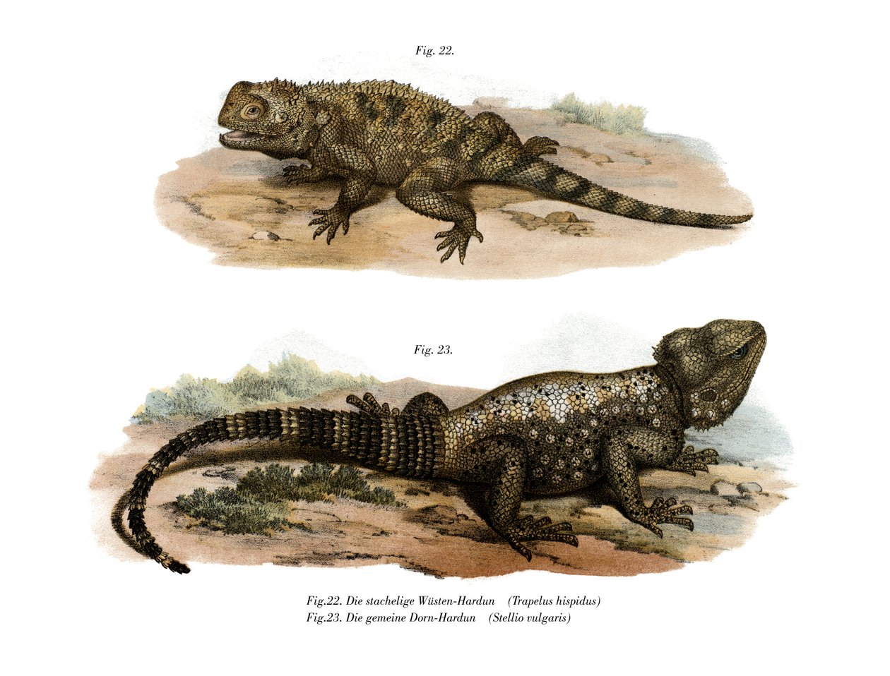 Common Spiny Agama (väri litho) tekijältä German School