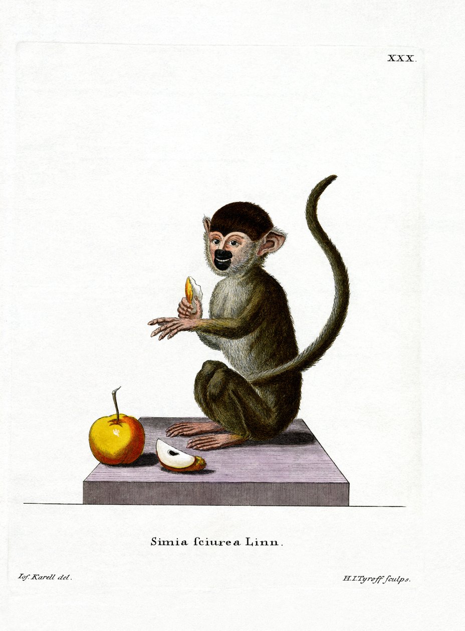 Common Squirrel Monkey (värillinen kaiverrus) tekijältä German School