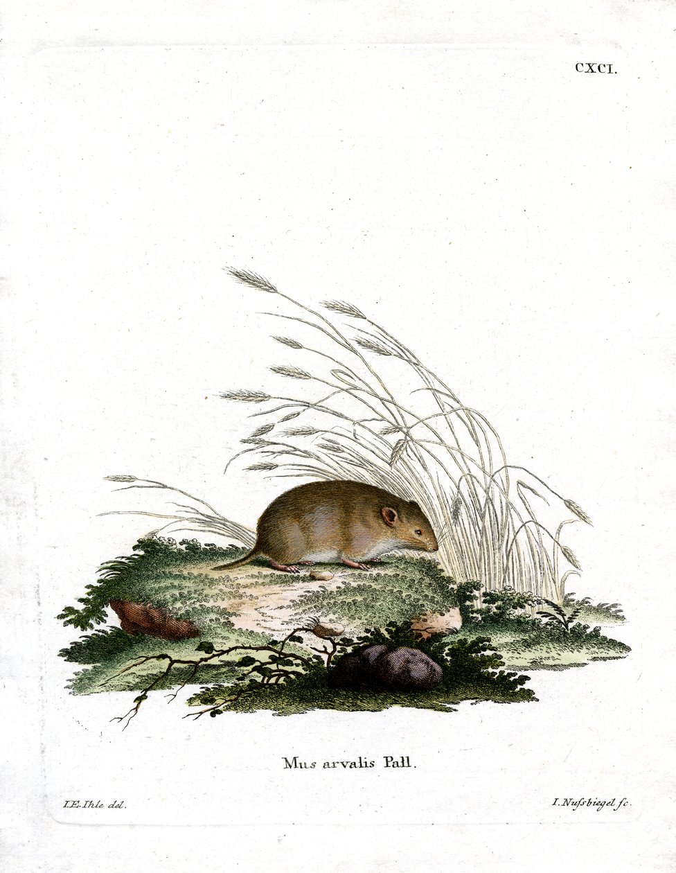Common Vole (värillinen kaiverrus) tekijältä German School