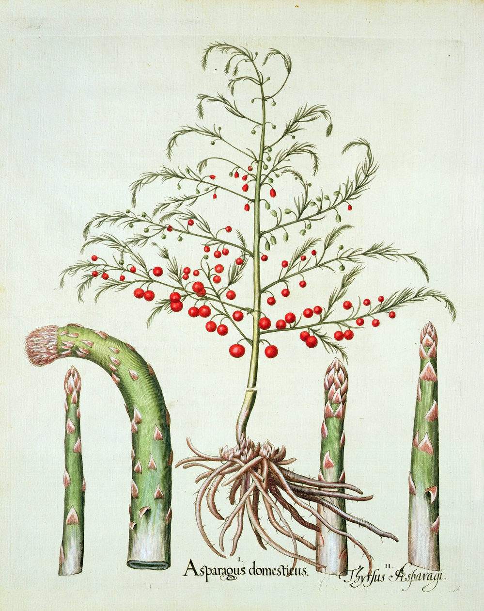Tavallinen parsa kukissa ja hedelmissä, Basil Beslerin (1561-1629) Hortus Eystettensisistä, pub. 1613 (käsinvärinen kaiverrus) tekijältä German School