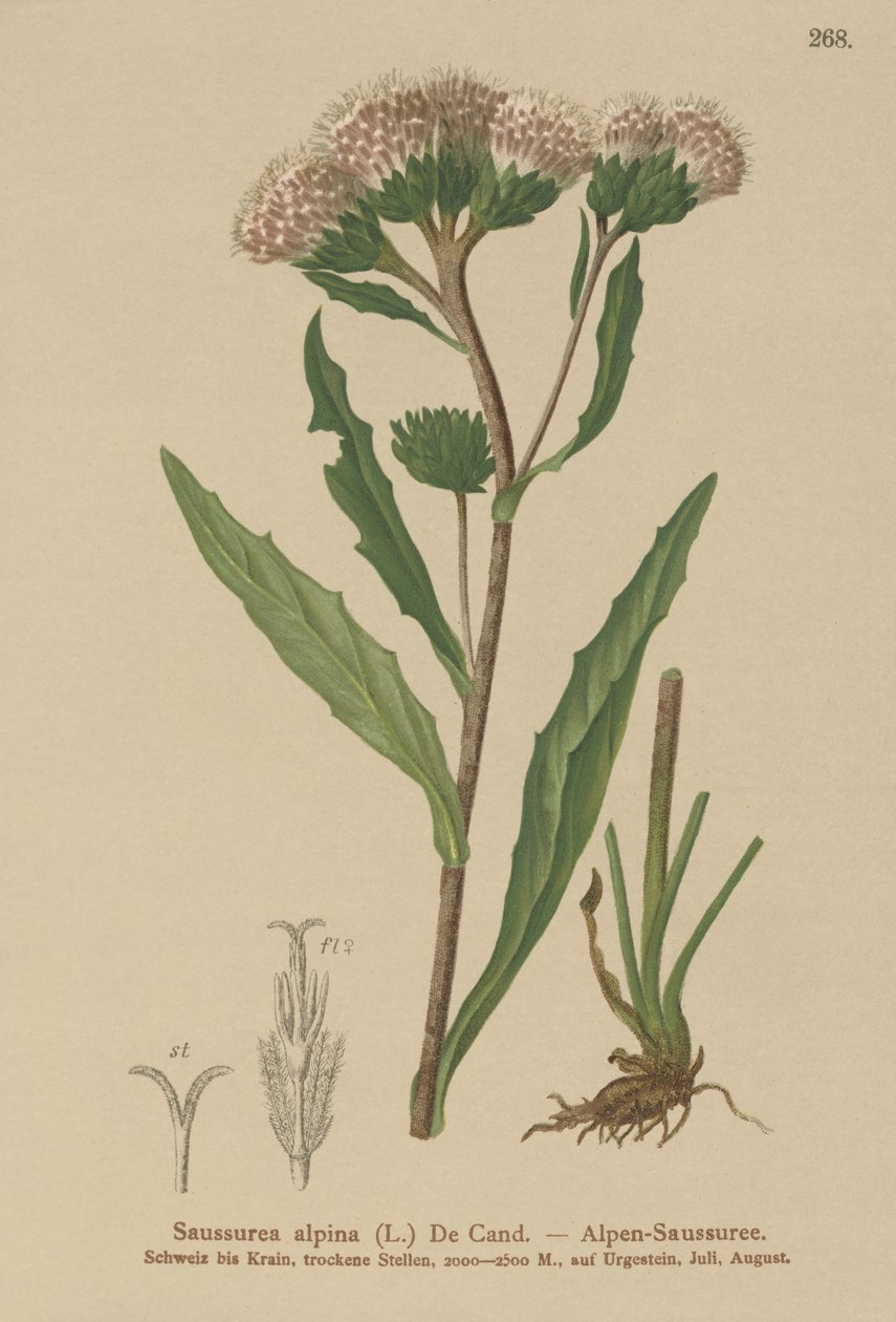 Tavallinen vierre (Saussurea alpina) tekijältä German School