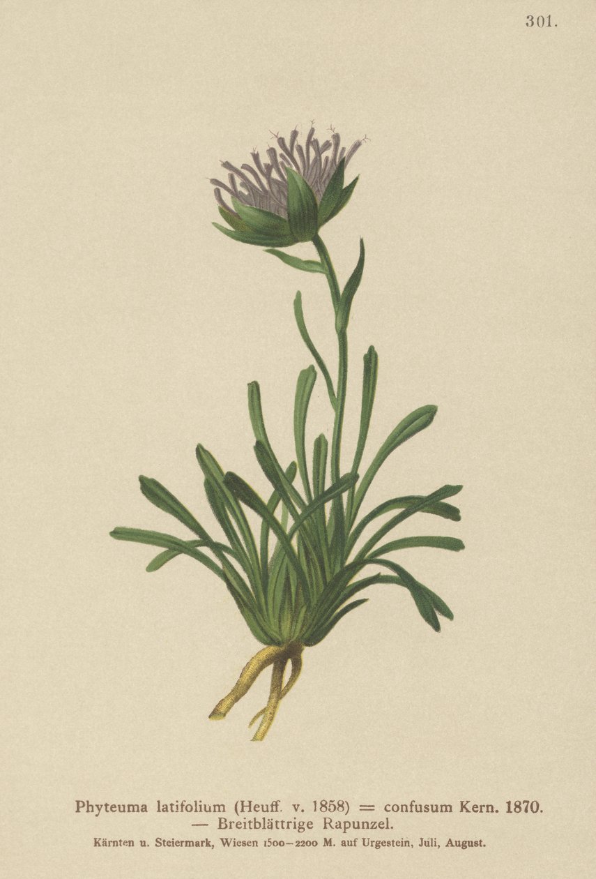 Hämmentynyt rampioni (Phyteuma confusum, Phyteuma latifolium, Phyteuma hemisphaericum tekijältä German School