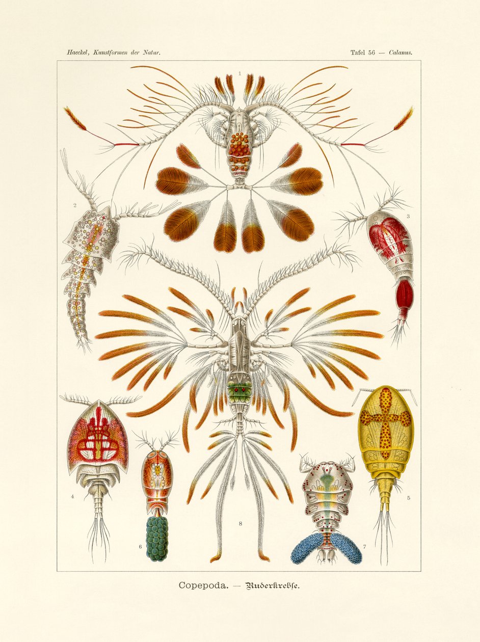 Copepoda, 1899-1904 tekijältä German School