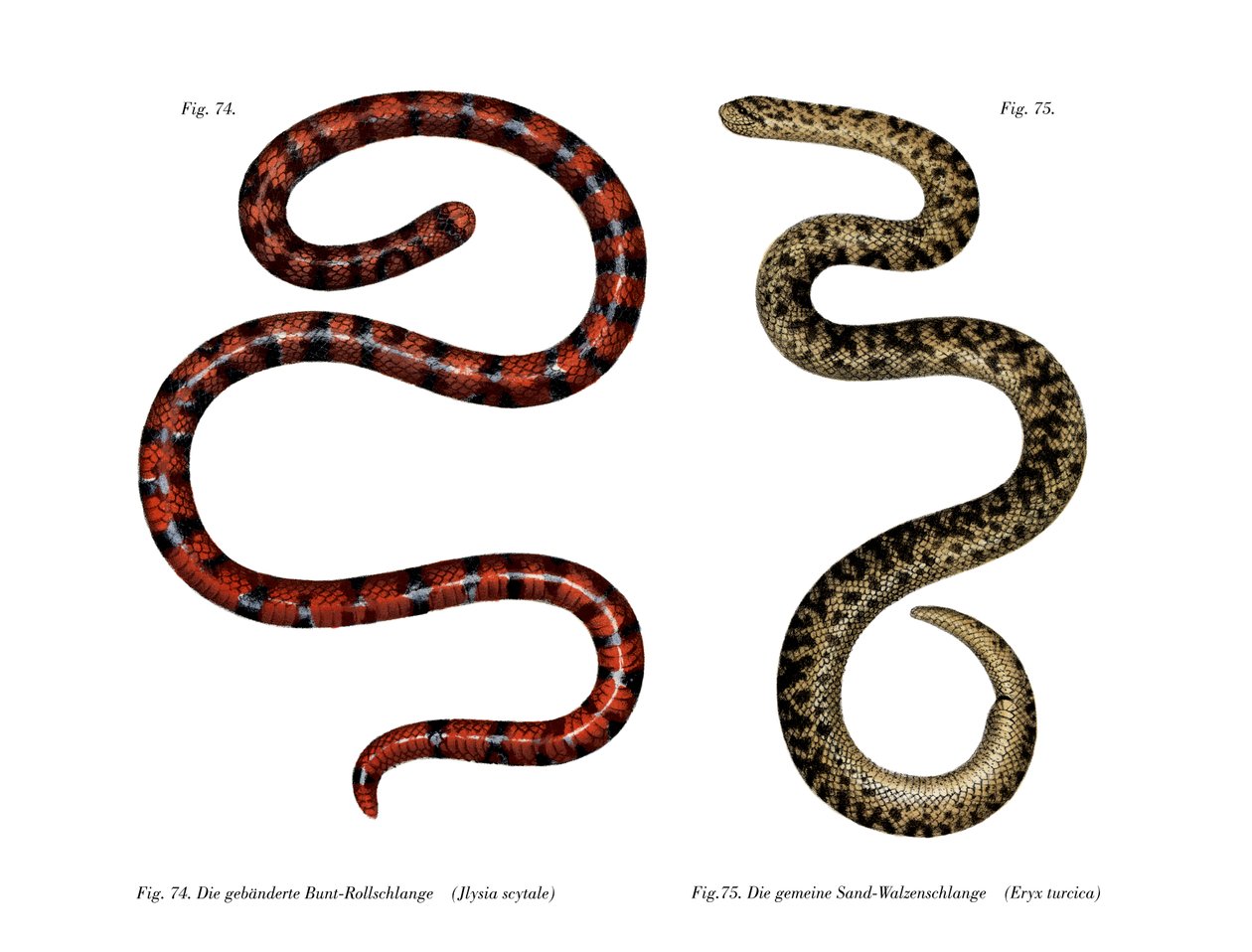 Coral Sylinder Snake (väri litho) tekijältä German School