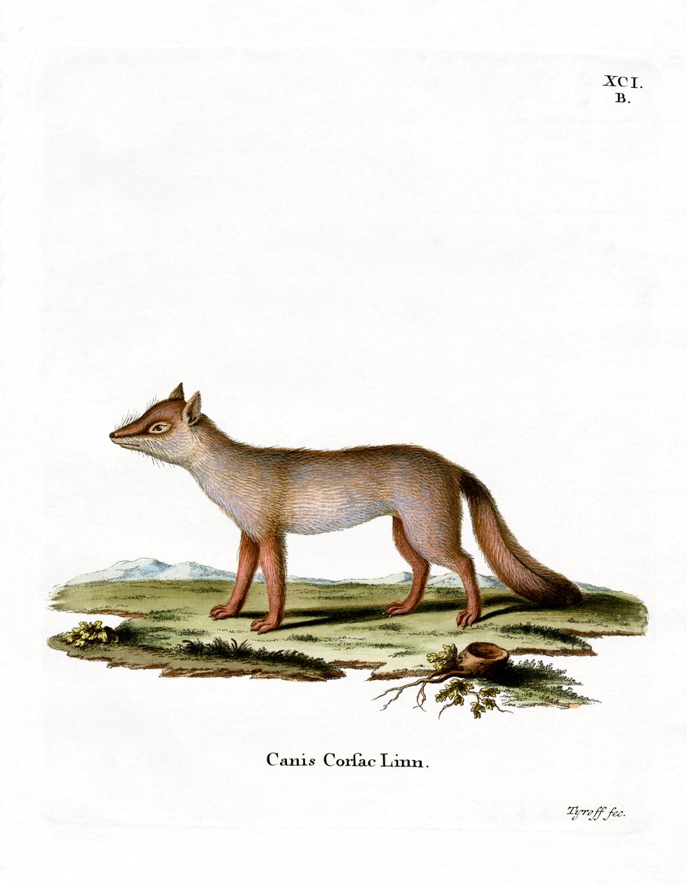 Corsac Fox (värillinen kaiverrus) tekijältä German School