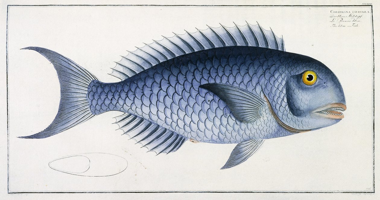 Coryphaena Coerulea tekijältä German School