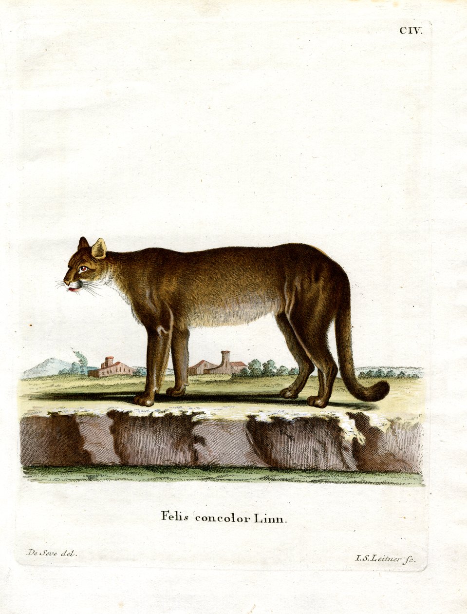 Cougar (värillinen kaiverrus) tekijältä German School