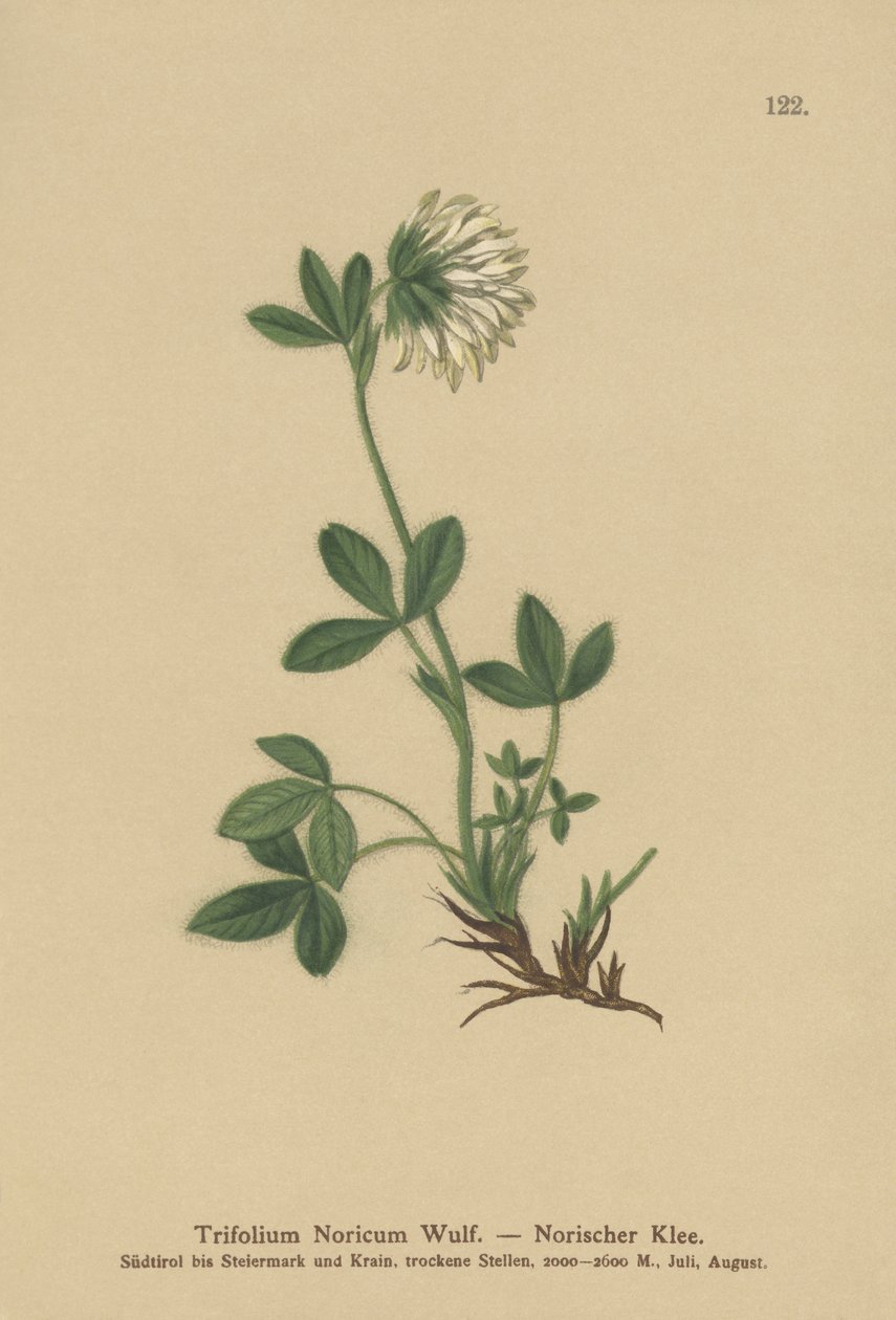 Kerma-apila (Trifolium Noricum) tekijältä German School