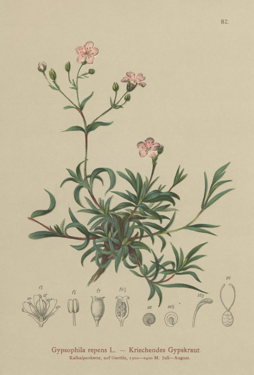 Hiipivä vauvan hengitys (Gypsophila repens) tekijältä German School