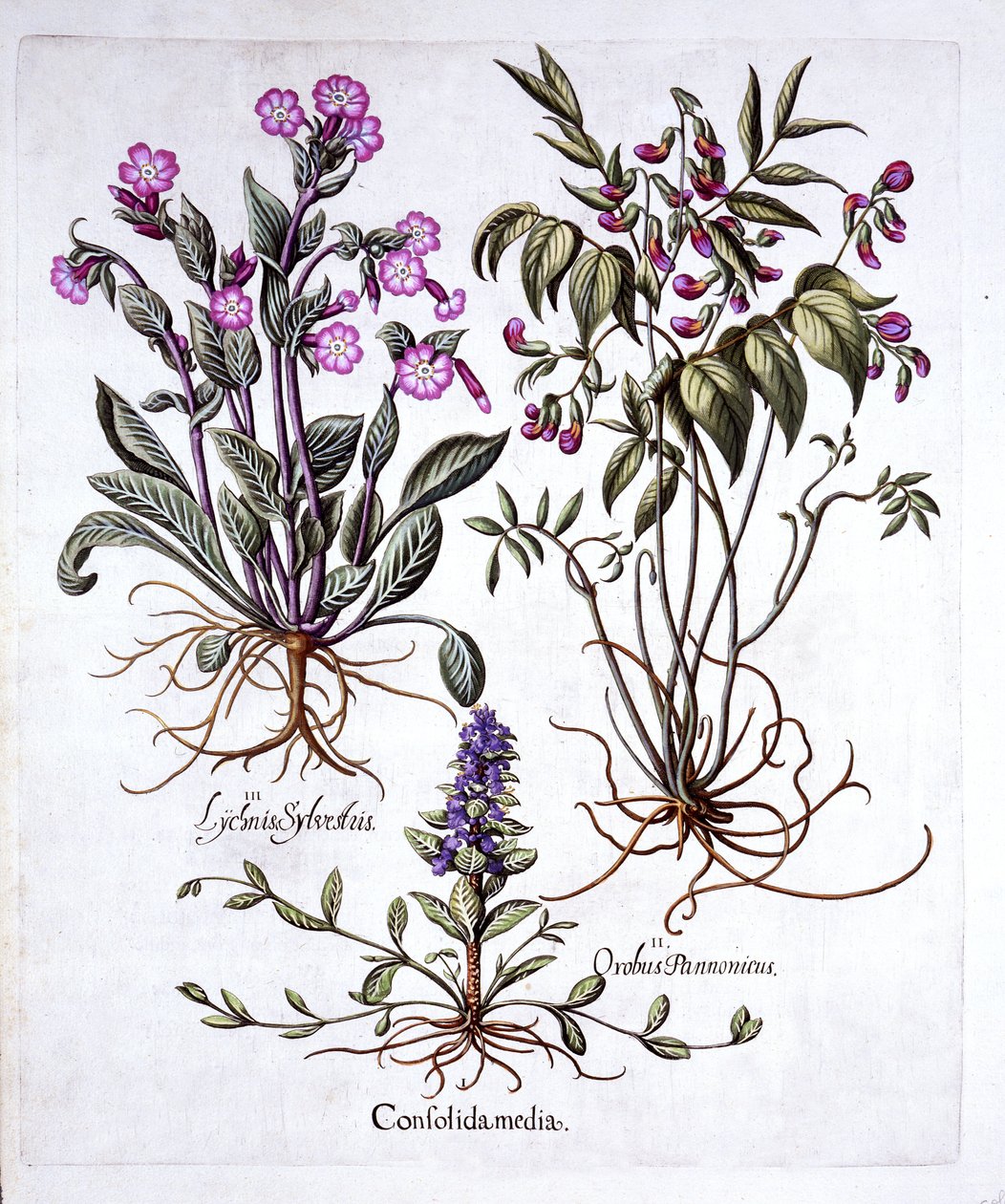 Creeping Bugle, Spring Vetch ja Red Campion, Hortus Eystettensis, kirjoittanut Basil Besler (1561-1629), pub. 1613 (käsinvärinen kaiverrus) tekijältä German School