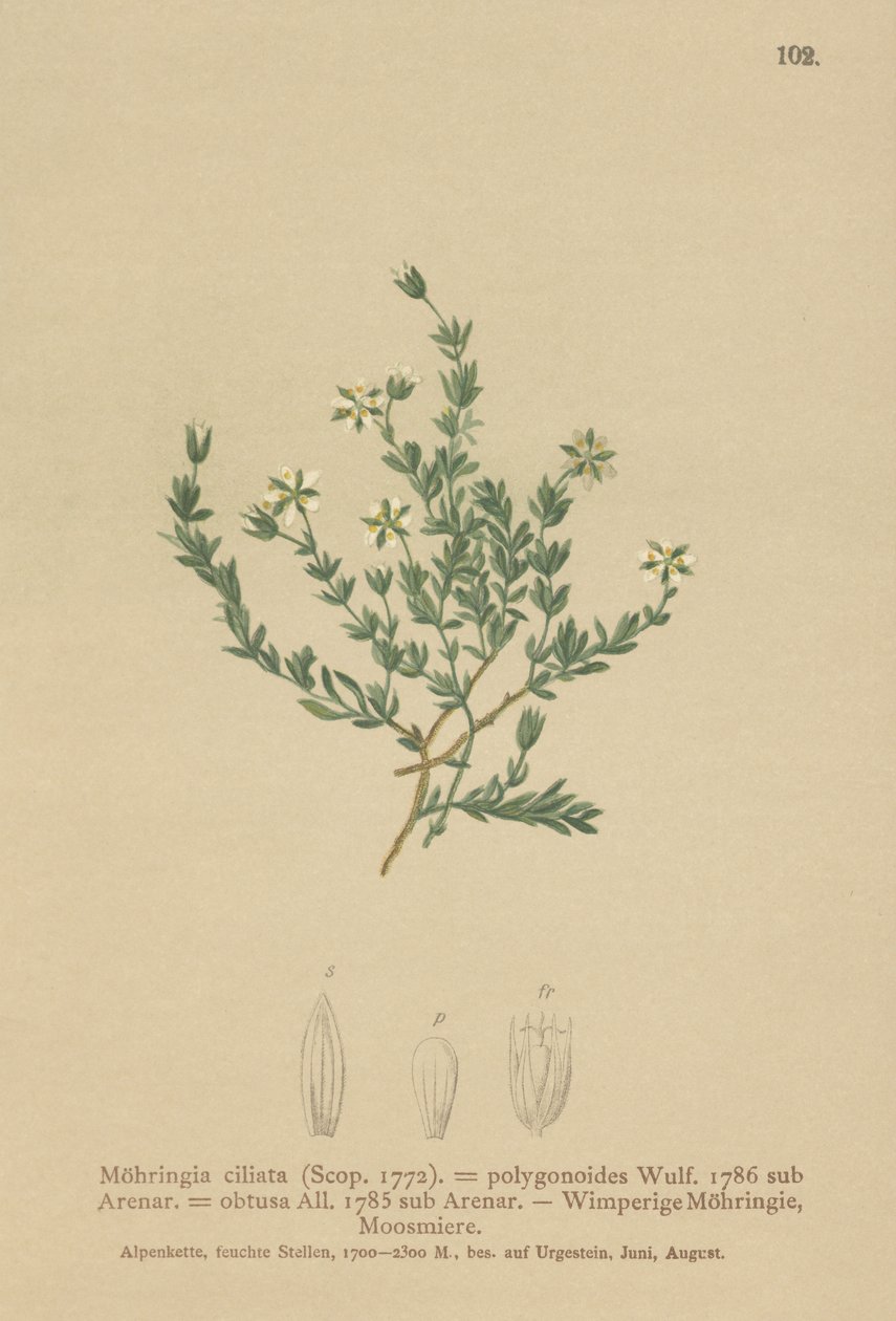 Hiipivä hiekkajuuri (Moehringia ciliata, Moehringia polygonoides, Arenaria obtusa) tekijältä German School