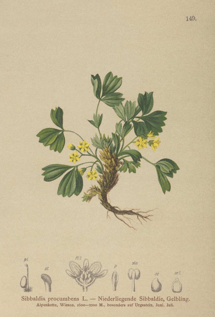 Hiipivä Sibbaldia (Sibbaldia procumbens) tekijältä German School