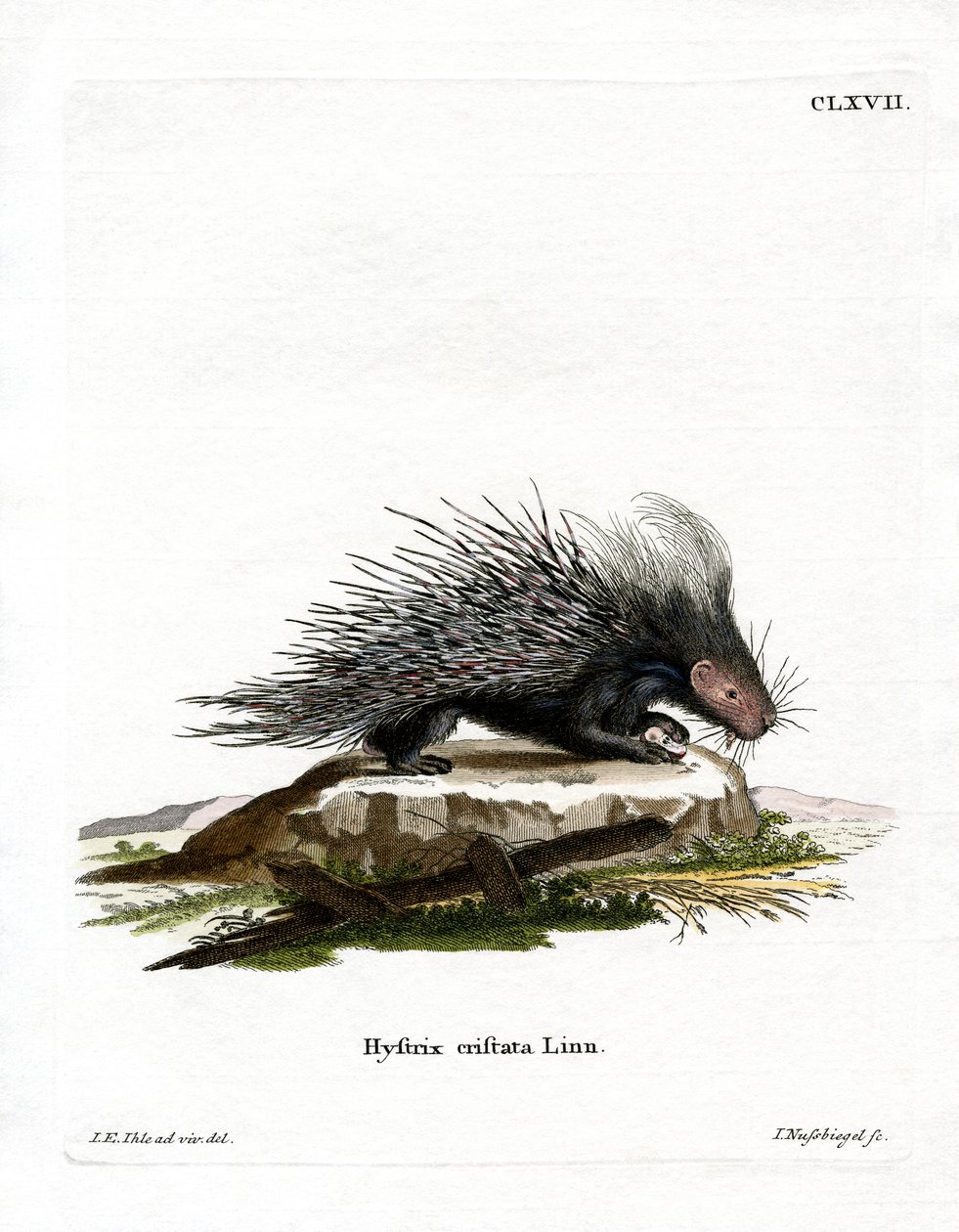 Crested Porcupine (värillinen kaiverrus) tekijältä German School