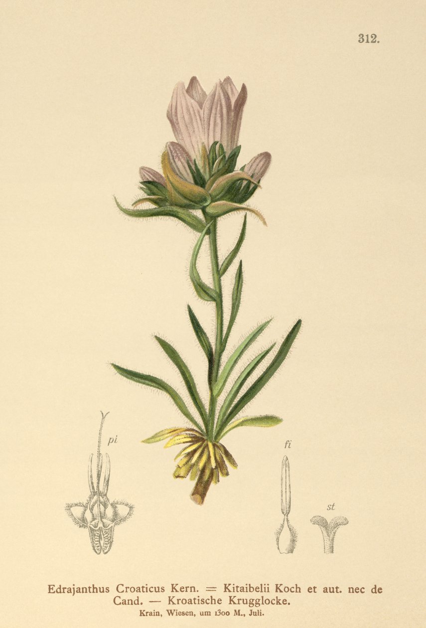 Kroatian ruohokello (Edrajanthus Croaticus, Edraianthus croaticus, Edraianthus Kitaibellii, Edraianthus graminifolius, Edraianthus albanicus, Wahlenbergia graminifolia). tekijältä German School