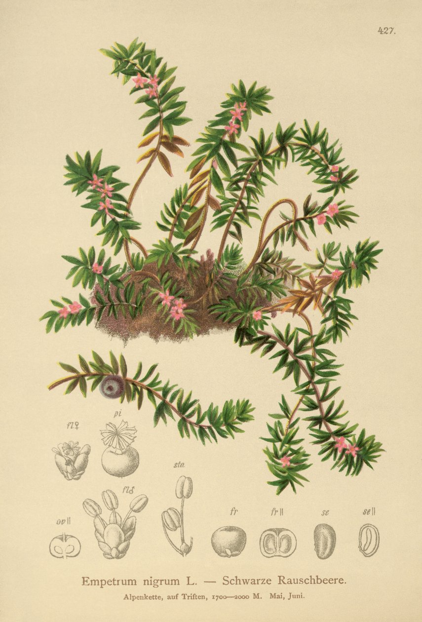 Varismarja (Sempetrum nigra) tekijältä German School
