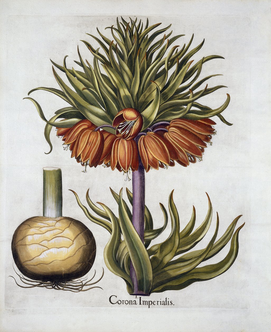 Crown Imperial nimeltä Fritillaria, Hortus Eystettensis, Basil Besler (1561-1629) pub. 1613 tekijältä German School