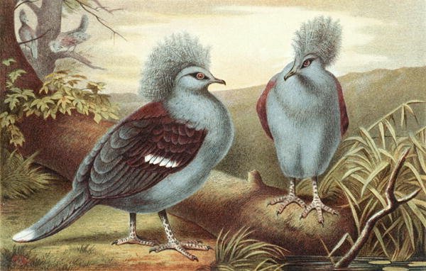 Kruunattu kyyhkynen, levy teoksesta "Brehms Tierleben: Allgemeine Kunde des Tierreichs", vol.5, s.434, julkaisija Bibliographisches Institut. tekijältä German School