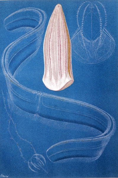 Ctenophores, levy julkaisusta "Brehms Tierleben: Allgemeine Kunde des Tierreichs", vol. 10, s. 546, julkaisija Bibliographisches Institut tekijältä German School