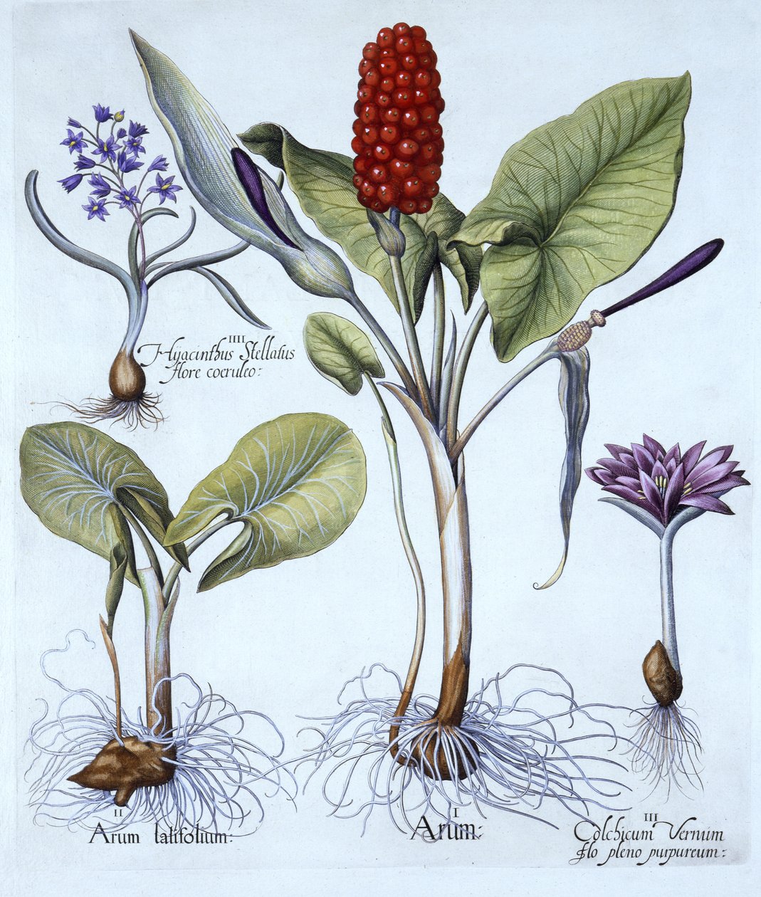 Cuckoo Pint, Spring Meadow Saffron, Star Hyacinth, Hortus Eystettensis, kirjoittanut Basil Besler (1561-1629), pub. 1613 (käsinvärinen kaiverrus) tekijältä German School