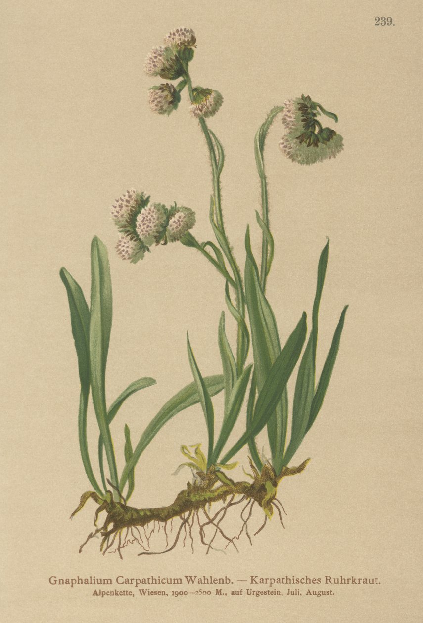 Cudweed (Gnaphalium Carpathicum) tekijältä German School