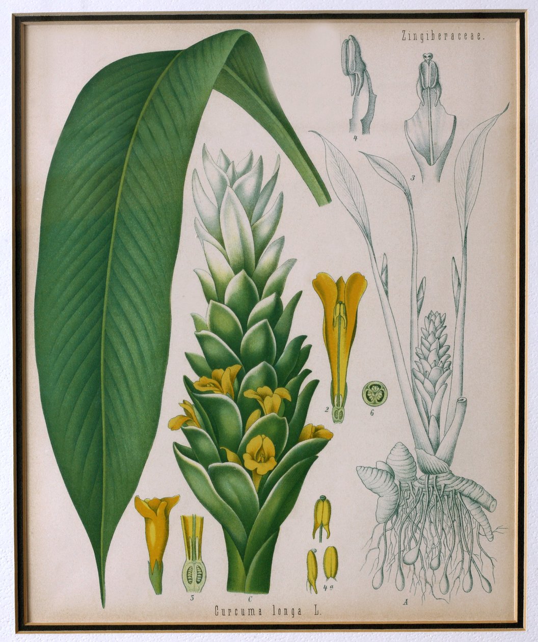 Curcuma longa (kurkuma) Franz Eugen Kohlerin Kohlers Medicinal Plantsilta tekijältä German School