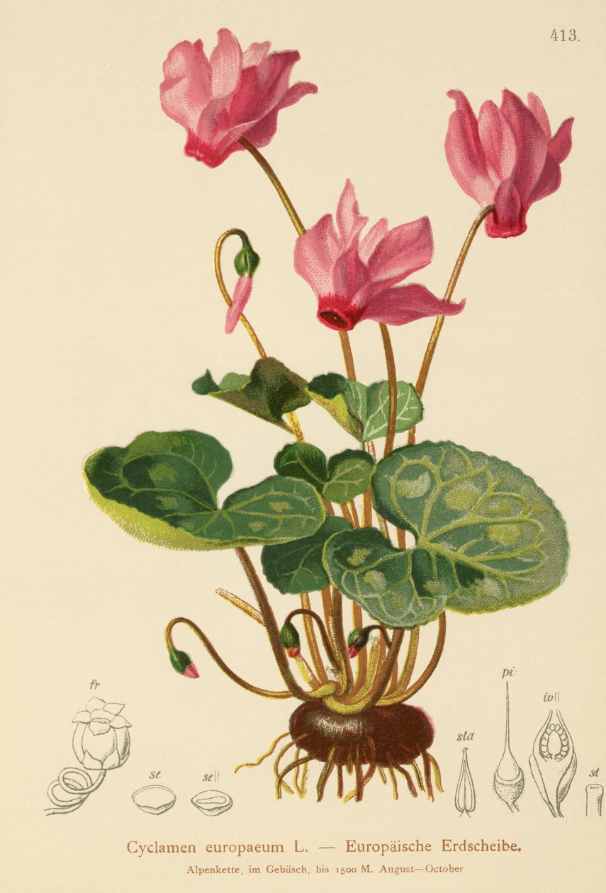 syklaami (Cyclamen europaeum) tekijältä German School