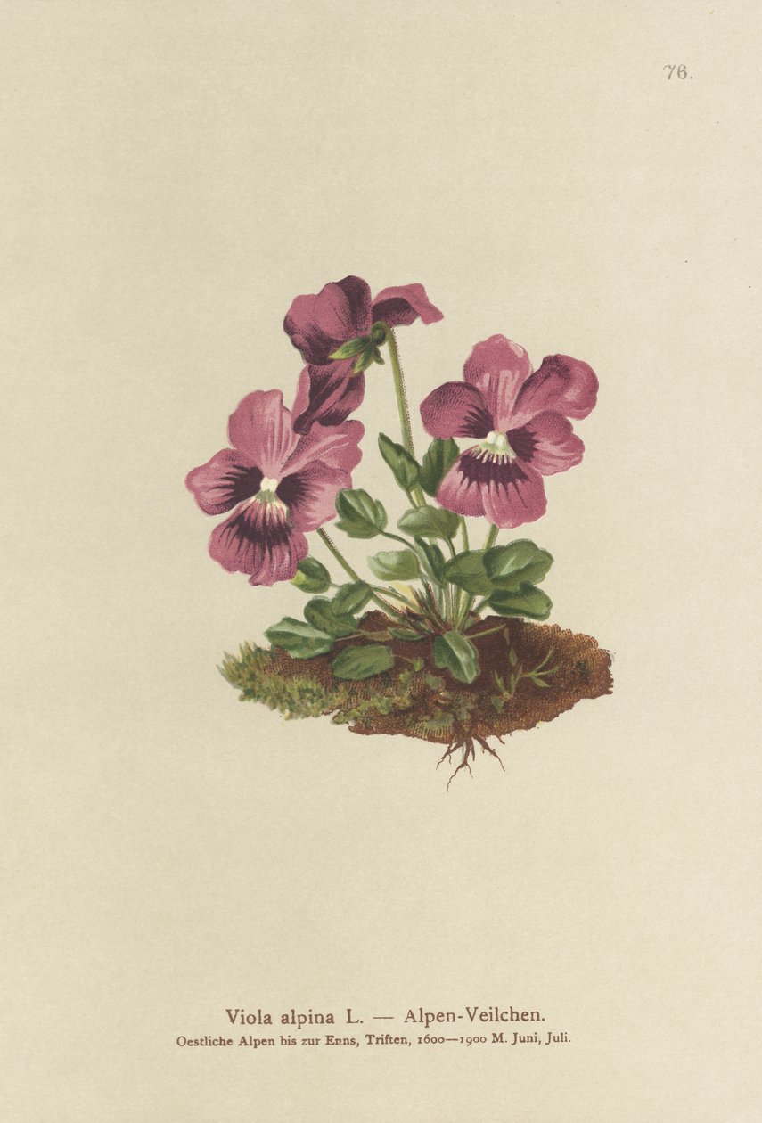 Syklaami, alppivioletti (Viola alpina) tekijältä German School