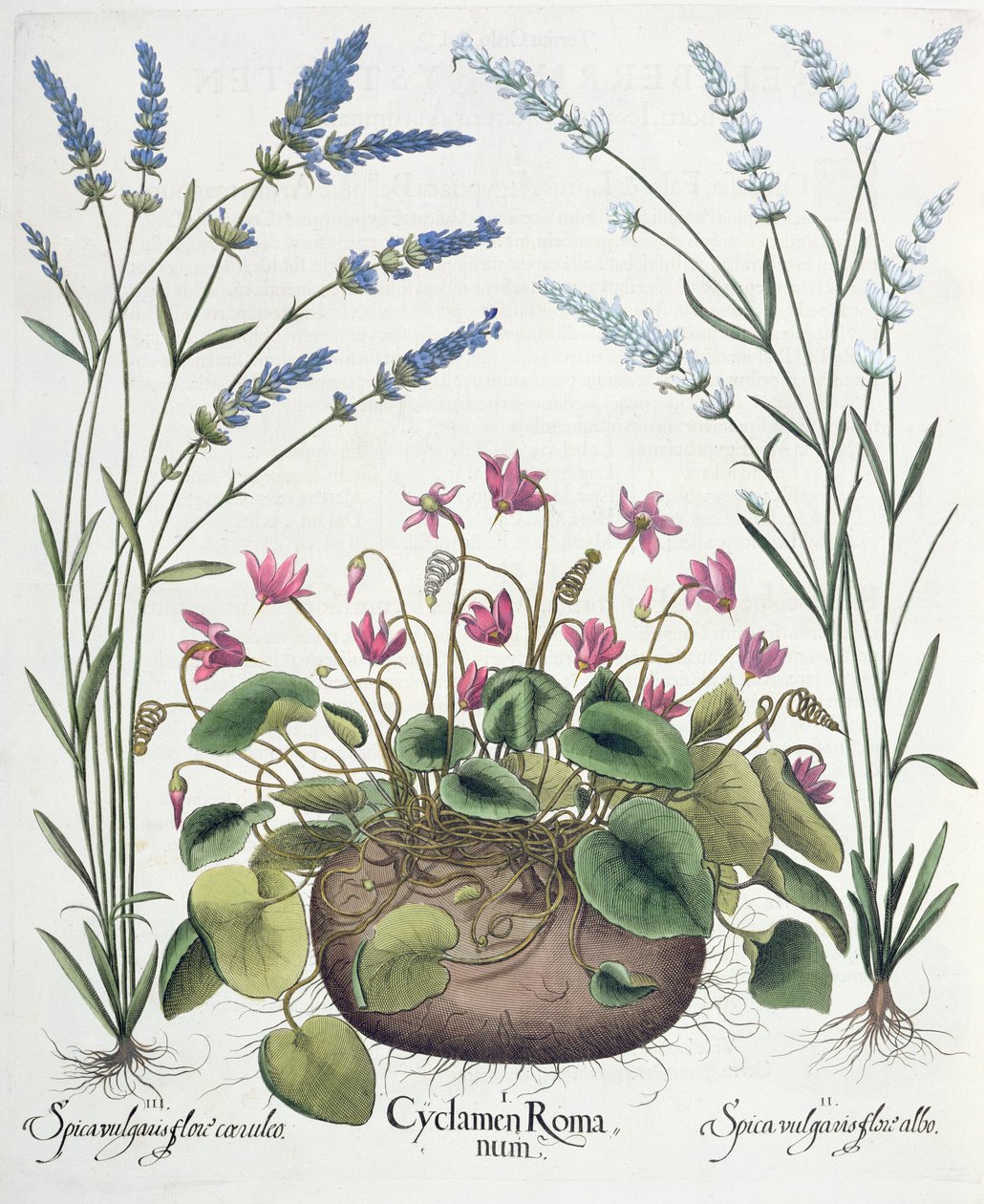 Syklaami ja laventeli: 1. Cyclamen Romanum; 2. Spica vulgaris valkoinen kukka; 3. Spica vulgaris, jossa on sininen kukka, Basil Beslerin (1561-1629) Hortus Eystettensisistä, pub. 1613 tekijältä German School