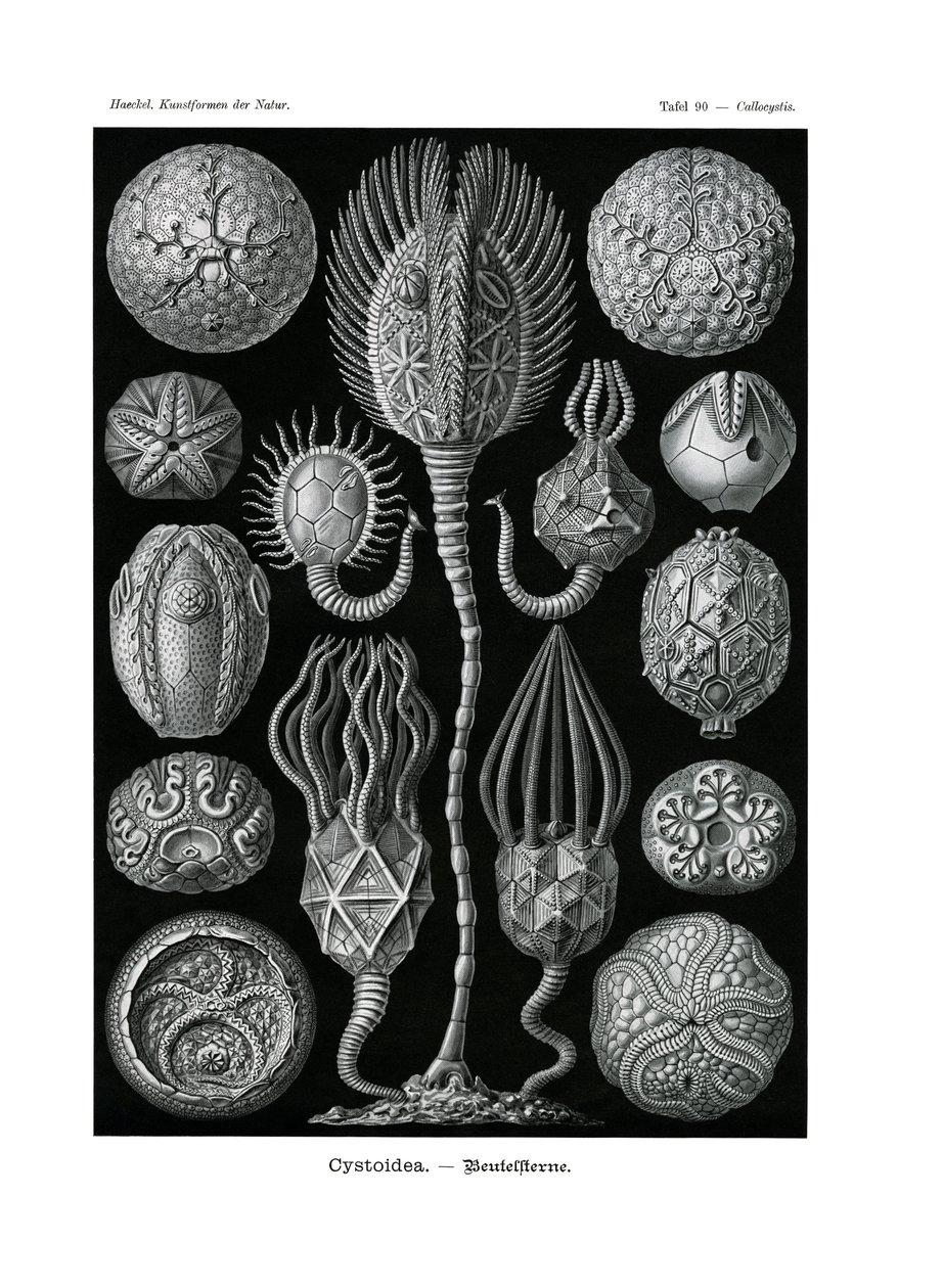 Cystoidea, 1899-1904 tekijältä German School