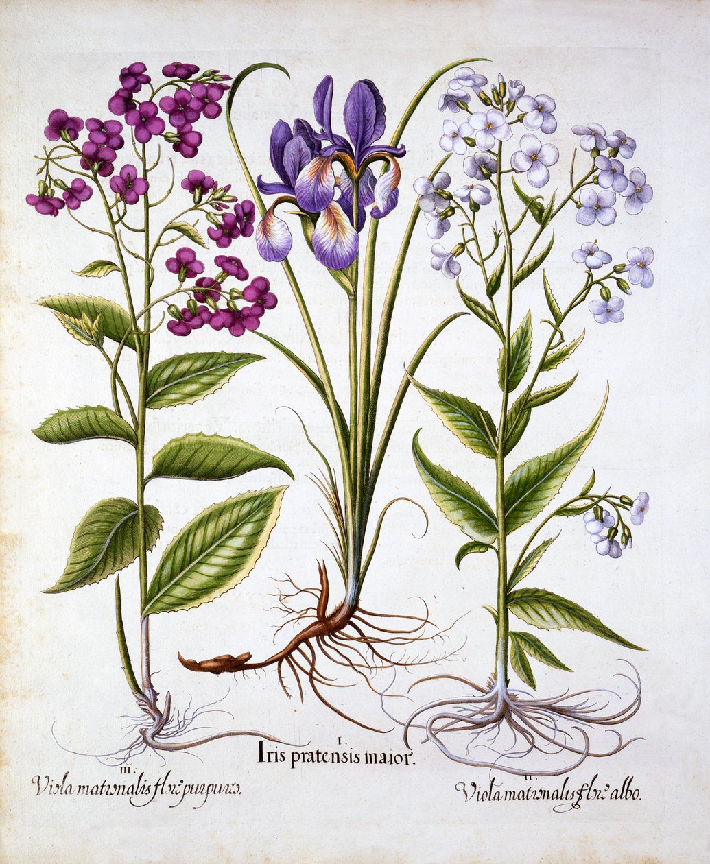 Dames Violet and a Field Iris, Hortus Eystettensis, kirjoittanut Basil Besler (1561-1629), pub. 1613 (käsinvärinen kaiverrus) tekijältä German School