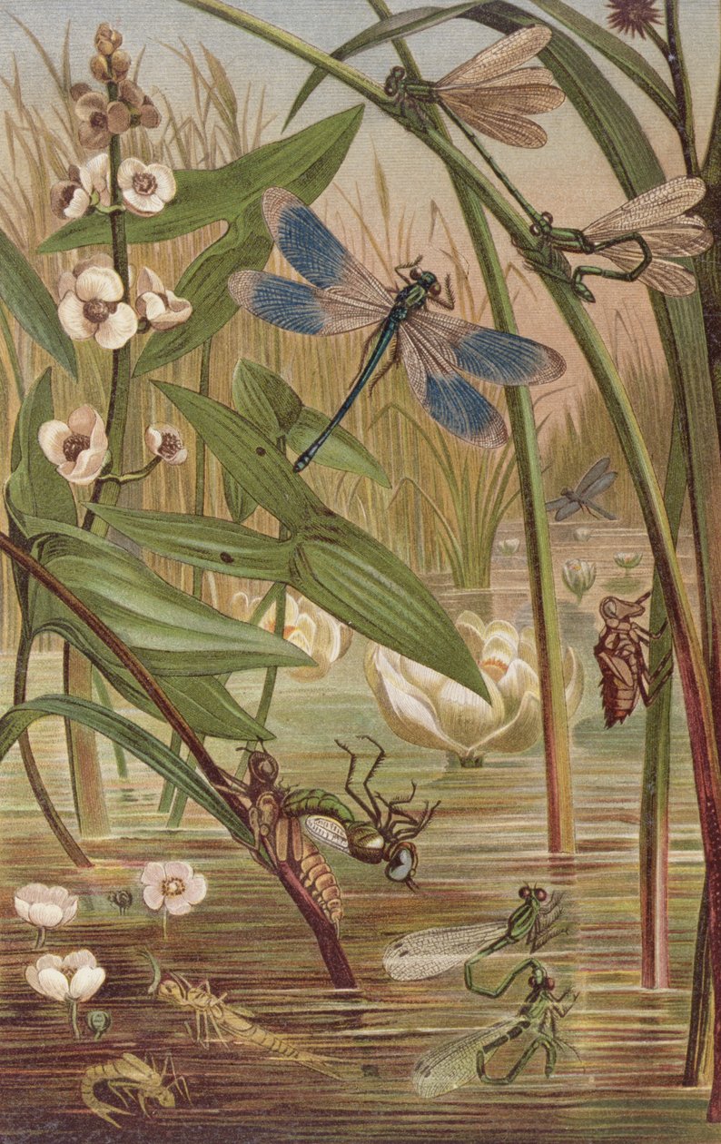 Damselfly Hatching, levy Brehm