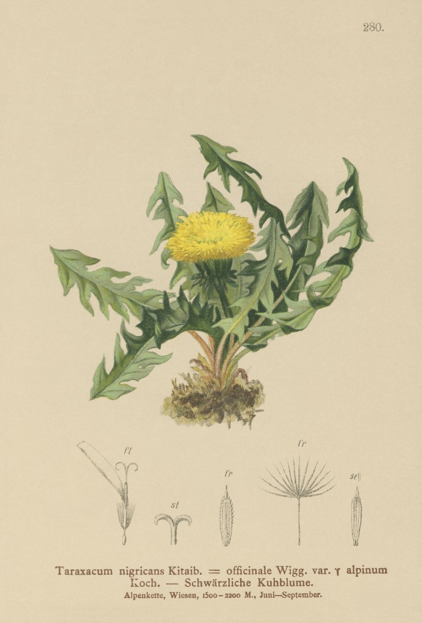 Voikukka (Taraxacum nigricans, Taraxacum officinale var. Alpinum) tekijältä German School