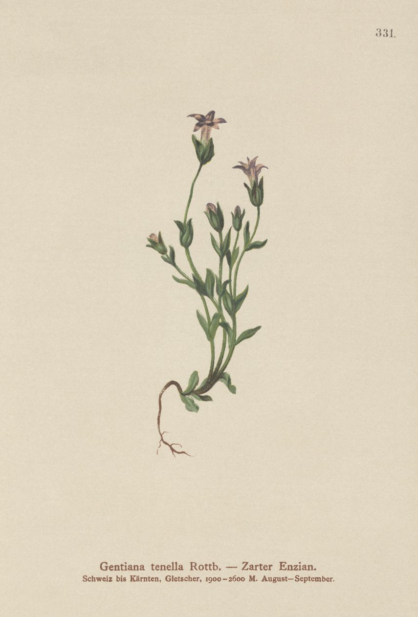 tanskalainen kääpiögentiaani (Gentiana tenella, Gentianella tenella, Comastoma tenellum) tekijältä German School