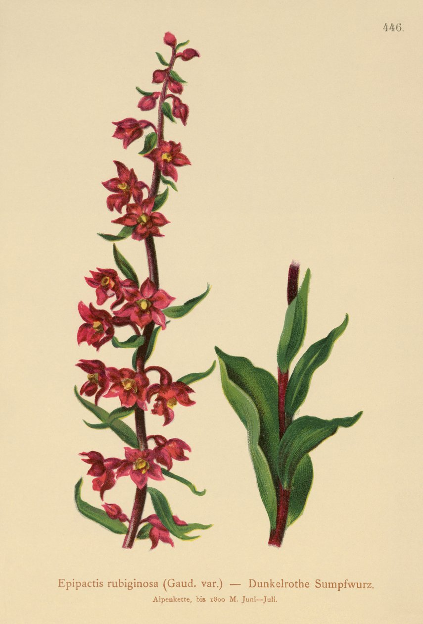 Tummanpunainen helleborine (Epipactis atrorubens, Epipactis rubiginosa) tekijältä German School